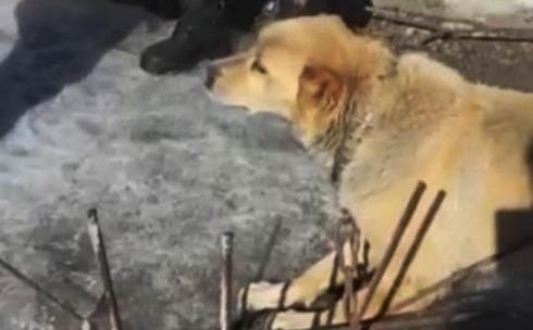 Запутавшуюся в цепи собаку вызволили спасатели ДЧС в Караганде