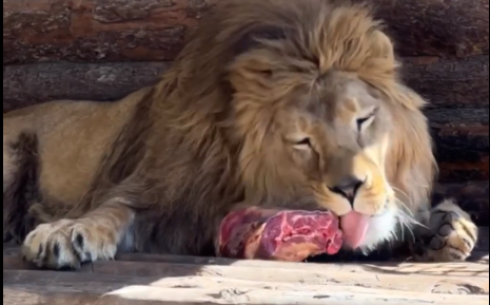 В карагандинском зоопарке показали кормление трехлетнего льва Симбы