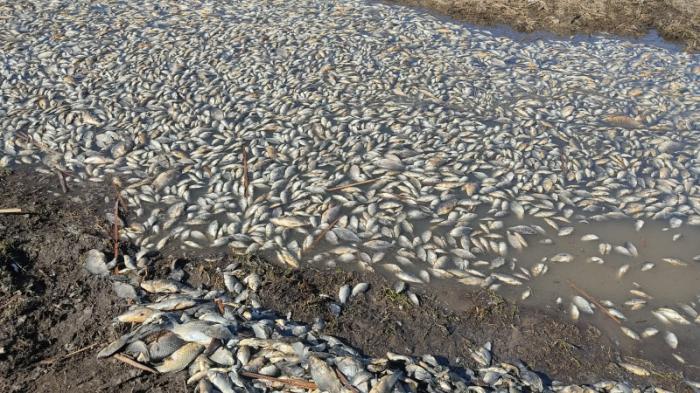 Камера не передает ужасный запах: рыба гибнет в озере Костанайской области
                05 апреля 2023, 18:56