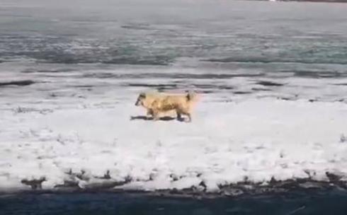 На Федоровском водохранилище Караганды спасли собаку