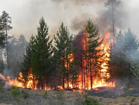 В Карагандинской области установили срок начала пожароопасного сезона на территории государственного лесного фонда