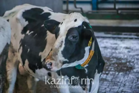 Случаи бешенства крупного рогатого скота выявили в Карагандинской области