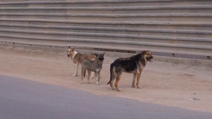 Бродячие собаки бросаются на людей в Актау
                14 апреля 2023, 09:12