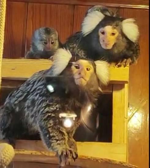 Пополнение в семействе игрунок в Карагандинском зоопарке