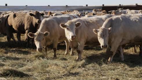 В Карагандинской области появятся новые молочно-товарные фермы и картофелехранилища