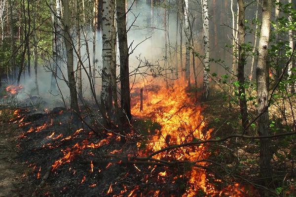 Губернатор Свердловской области Куйвашев оценил ситуацию с пожарами как критическую