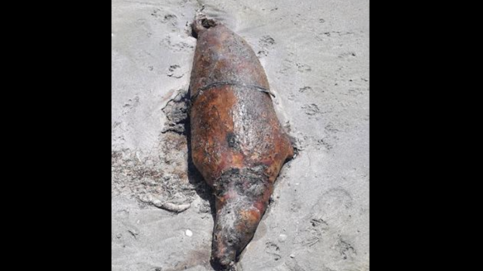 Десятки мертвых тюленей и рыб найдены у Каспийского моря
                13 мая 2023, 12:48