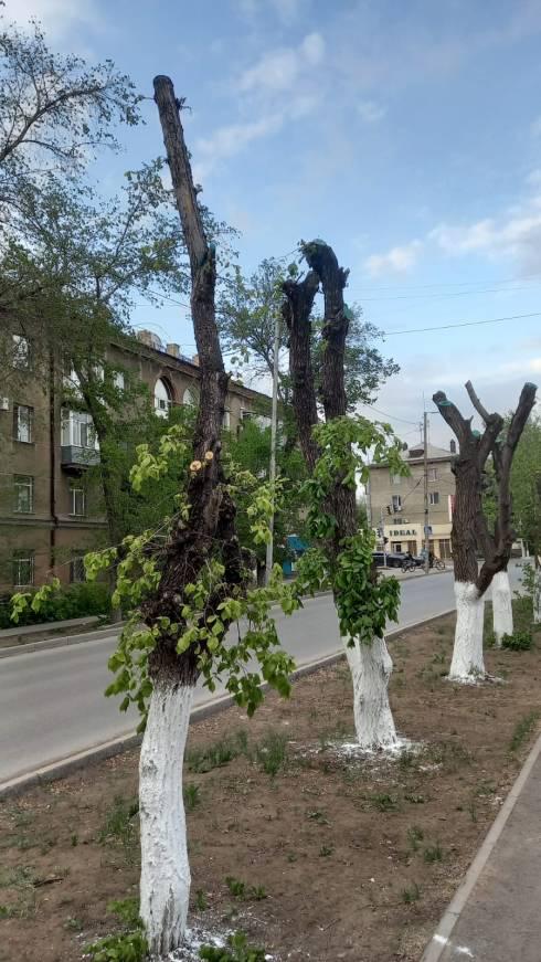 Карагандинцы пожаловались на варварскую подрезку цветущих яблонь на улице Лободы