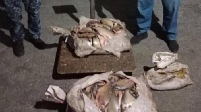 100 килограммов незаконно выловленной рыбы изъяли у сельчанина в Жетысу
                27 мая 2023, 22:52