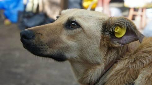 Стерилизация бездомных животных началась в Карагандинской области