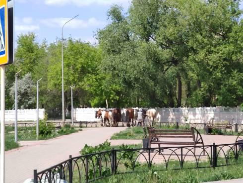 За выпас табуна лошадей возле школы и детского сада оштрафовали 56-летнюю карагандинку