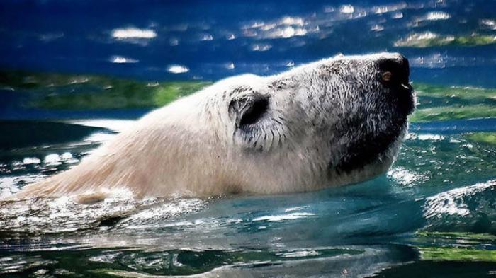 В зоопарке Алматы снова появился белый медведь
                02 июня 2023, 10:12