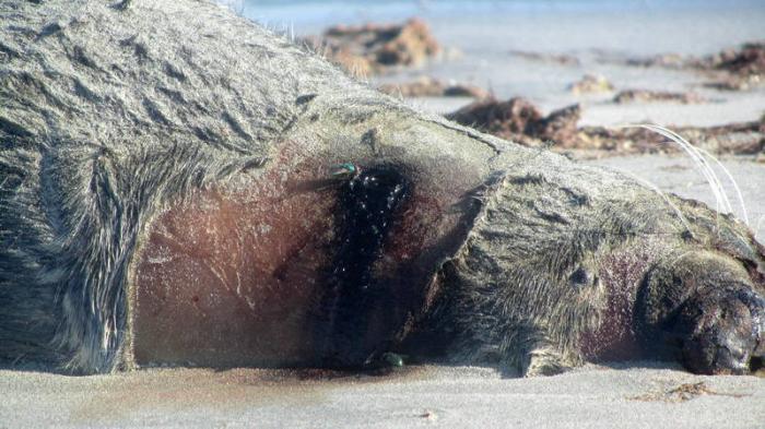 Мертвого тюленя в очередной раз обнаружили у берега в Актау
                03 июня 2023, 13:35