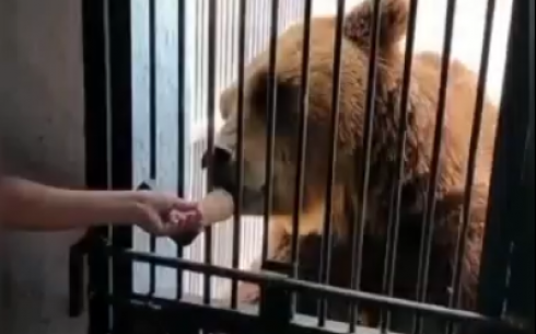 В сильную жару в карагандинском зоопарке мороженным кормят медведей и обезьян