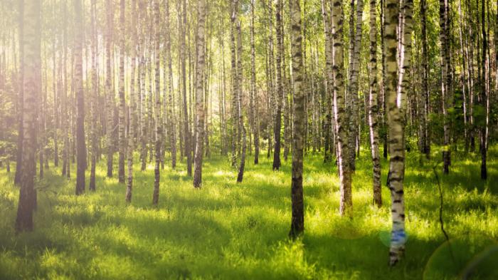 Круглосуточный запрет на посещение леса ввели в Талдыкоргане
                12 июня 2023, 20:41