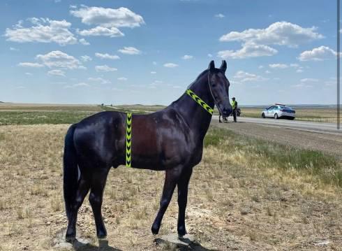 Чтобы снизить аварийность на трассах Карагандинской области, устанавливают муляжи патрульных машин, лошадей и поврежденных машин