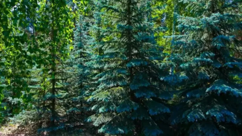 Южная Корея поможет Казахстану восстановить леса