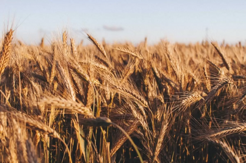 В Казахстане украли зерна на миллионы тенге
