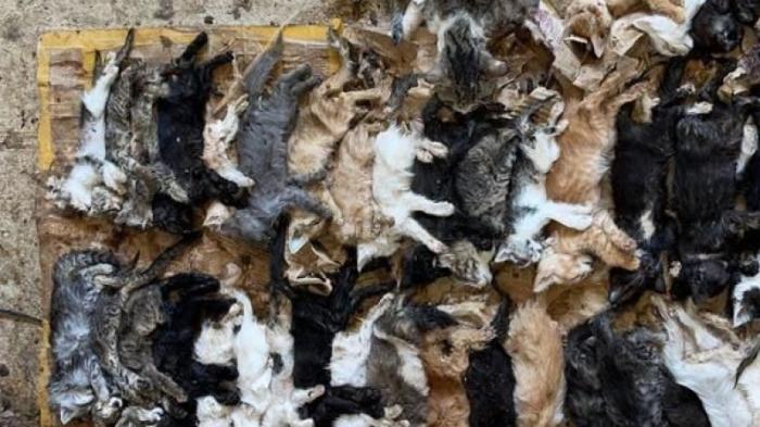Мертвые и расчлененные кошки: в шымкентский отлов пообещали нанять любящих животных сотрудников
                Вчера, 23:59