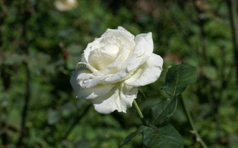 В Караганде начали высаживать белые розы на аллее памяти Юрия Шатунова