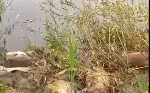 На реке Куланотпес близ поселка Кайнар Нуринского района обнаружили около сотни мертвых сайгаков