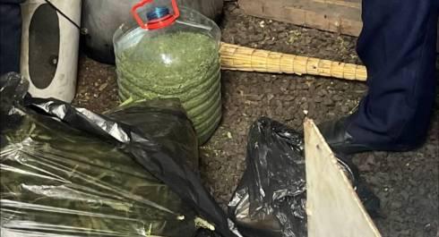 Крупный наркопосев уничтожили полицейские Карагандинской области