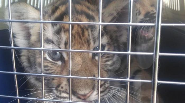 Львят и тигрят незаконно пытались ввезти в Казахстан
                08 июля 2023, 07:00