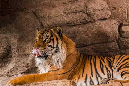 Карагандинский зоопарк объявил конкурс рисунков к Международному дню тигра