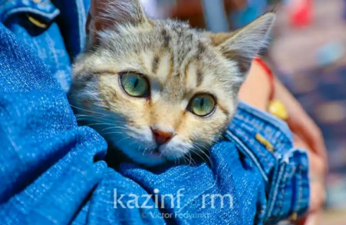 В Комитете ветеринарного контроля прокомментировали наличие коронавируса у казахстанских кошек