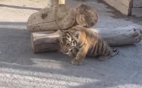 В зоопарке Караганды родились тигрята