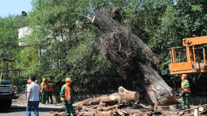 Акимат Алматы показал аварийные деревья и разъяснил процедуру вырубки
                18 июля 2023, 20:00