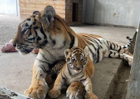 Карагандинский зоопарк предлагает придумать имена недавно родившимся тигрятам