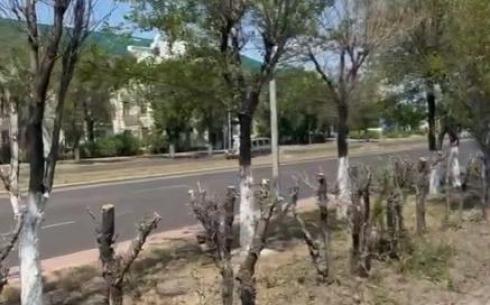 Карагандинцам дали гарантию, что деревья на Магнитогорской не погибнут после подрезки