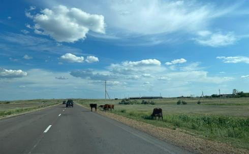 Бесконтрольный выпас скота в Карагандинской области всё чаще становится причиной ДТП