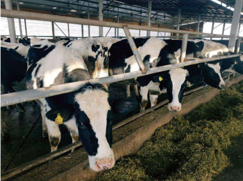 Карагандинские производители молочной продукции вынуждены работать в условиях жесткого дефицита местного сырья