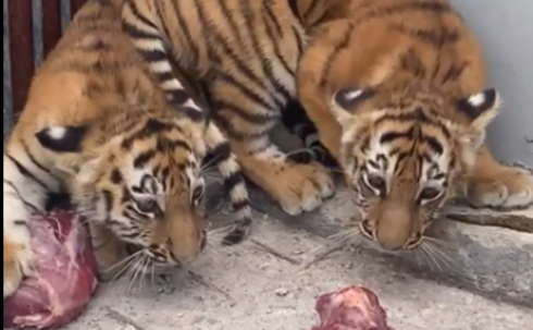В карагандинском зоопарке показали подросших тигрят