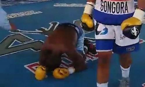 Сенсационный обидчик боксера из Казахстана заставил соперника корчиться от боли на ринге. Видео