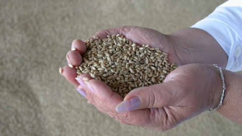 В Казахстане убрано 40% урожая зерновых