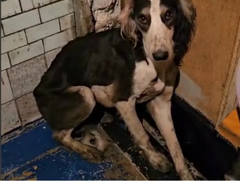 Зомби выжил в скотомогильнике: продолжение истории пса породы тазы, которого спасли в Шахтинске