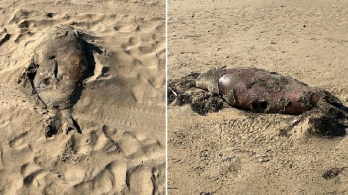 Мертвых тюленей и осетров нашли на побережье Каспия
                15 октября 2023, 17:41