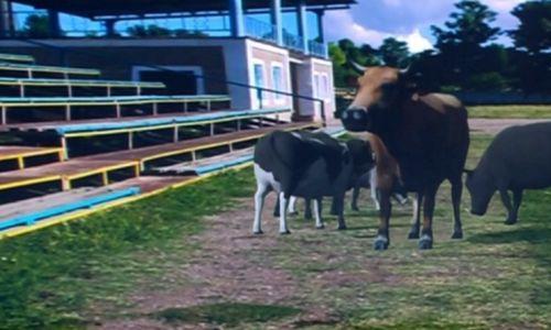 Коровы и бараны обитают на футбольном стадионе в Казахстане
