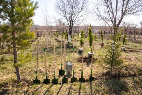 До конца октября количество посаженных в Караганде деревьев должно составить порядка 5000 штук