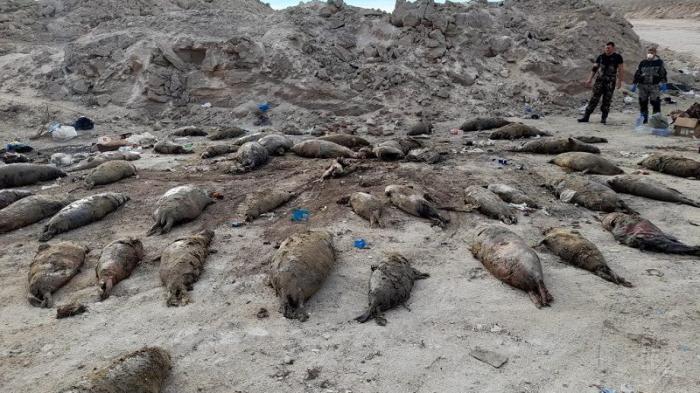Мертвых тюленей и осетров снова нашли на побережье Каспия
                27 октября 2023, 15:08