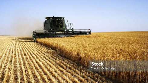 Международный совет по зерну снизил прогноз производства пшеницы в Казахстане на полмиллиона тонн