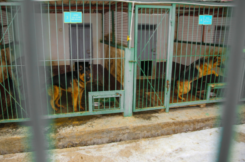На службе в казахстанской полиции сейчас состоят около 700 служебных собак