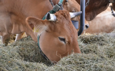 Около 2 млн тонн сена нужно для скота зимой в Карагандинской области