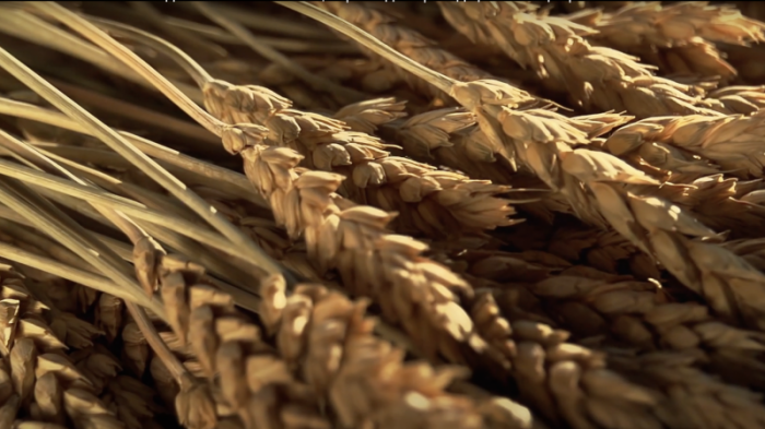 Хлеб – всему голова: зерновое хранилище из Акмолинской области завоевывает рынок
                13 ноября 2023, 13:20