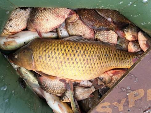 186 кг рыбы изъяли у браконьеров полицейские Карагандинской области