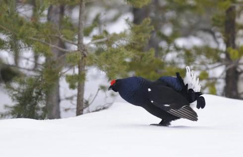 Сотрудники Национального парка «Буйратау» охраняют зимующего тетерева и ведут учет птицы