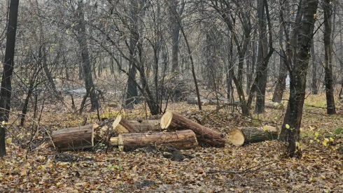 В Казахстане установят ставки для определения размеров вреда при вырубке деревьев в городах